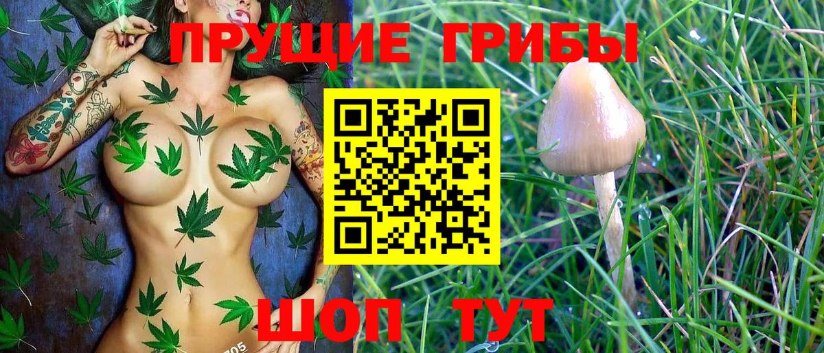 Псилоцибиновые грибы GOLDEN TEACHER Братск
